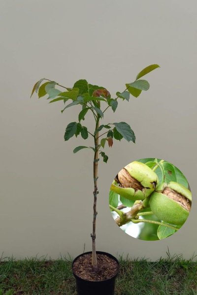 Junge Walnussbaum | Juglans regia '