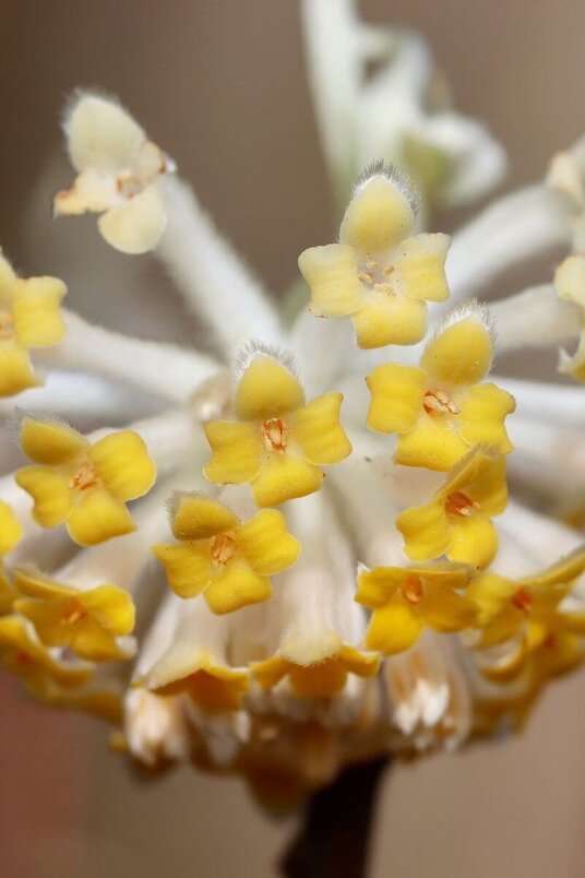 Jonge papierboom  | Edgeworthia chrysantha