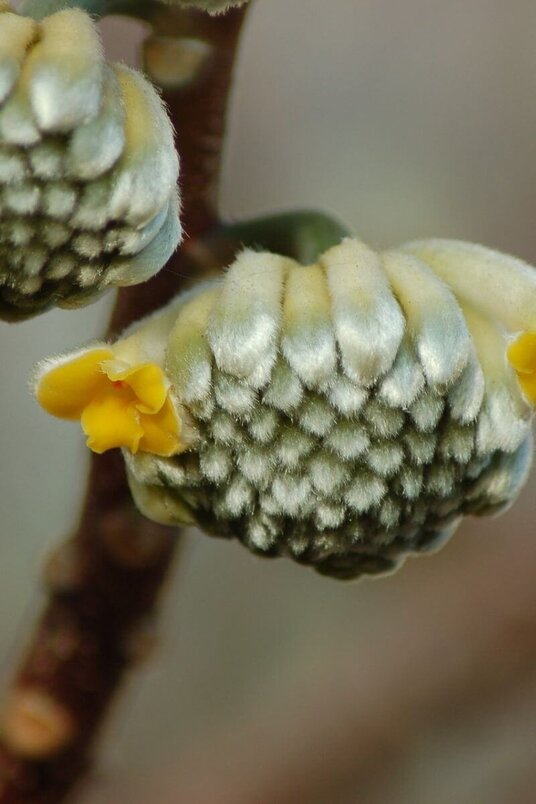 Jonge papierboom  | Edgeworthia chrysantha