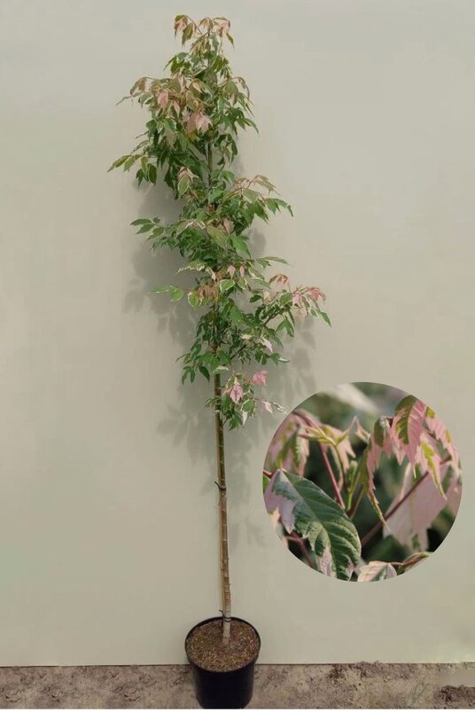 Junge Kalifornische Eschen-Ahornbaum | Acer negundo 'Flamingo'
