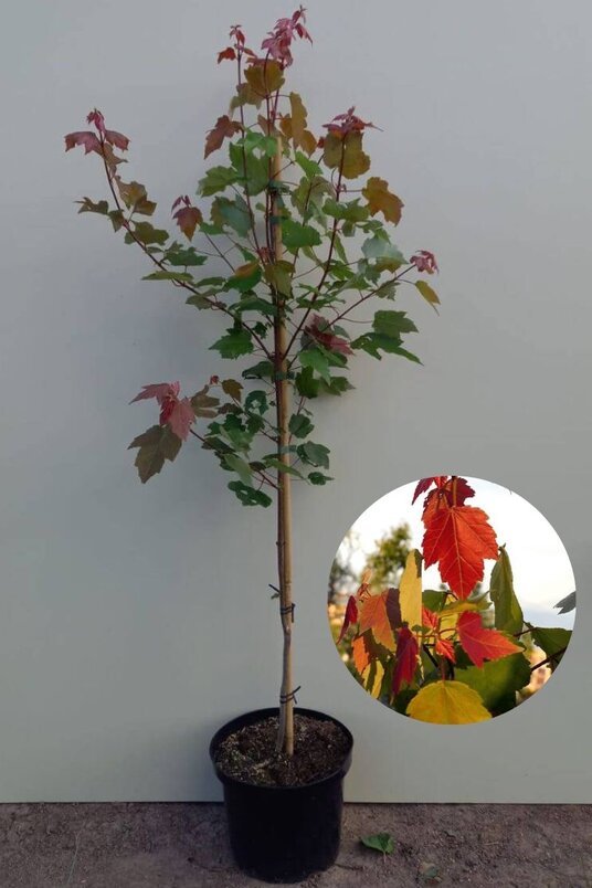 Junger Roter Ahornbaum | Acer rubrum 'Summer Red'