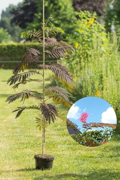 Junge Persische Seidenbaum | Albizia julibrissin 'Summer Chocolate'