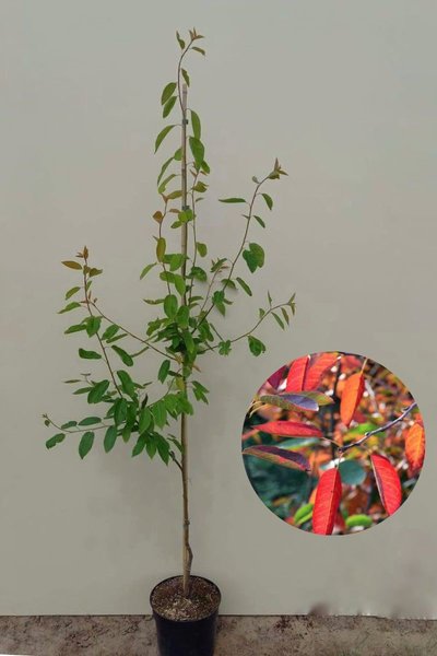 Jong Krentenboompje | Amelanchier arborea 'Robin Hill'