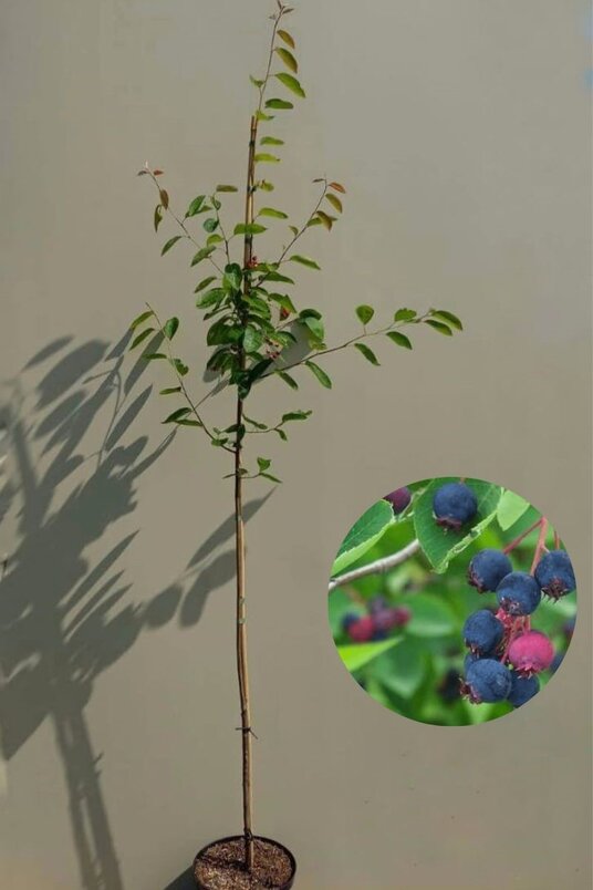 Junger Felsenbirnenbaum | Amelanchier lamarckii