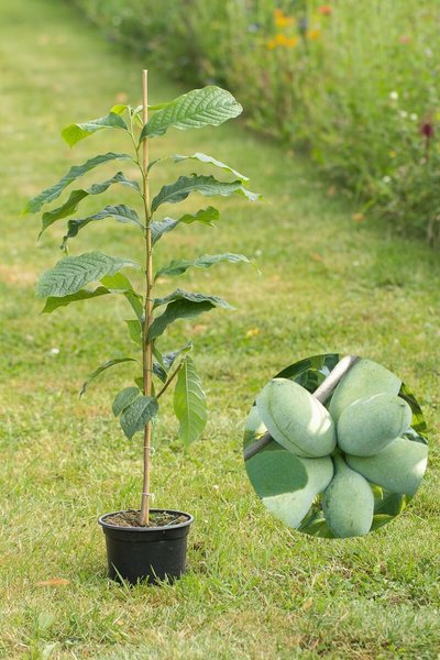 Jonge Pawpaw boom | Asimina triloba