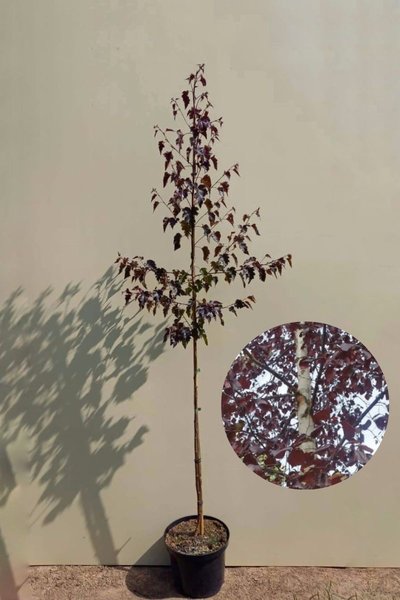 Young Red-leaved Birch Tree | Betula pendula &#039;Royal Frost&#039;