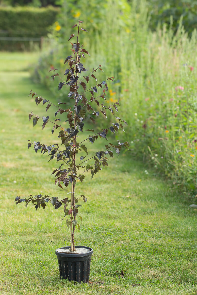 Young Red leaved Birch Betula Pendula Royal Frost Young Red leaved Birch Betula Pendula Royal Frost