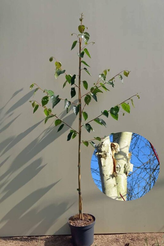 Junge Himalaya-Birkenbaum | Betula utilis 'Doorenbos'