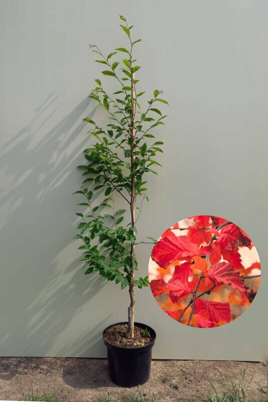 Young Hornbeam Tree | Carpinus betulus 'Rockhampton Red'