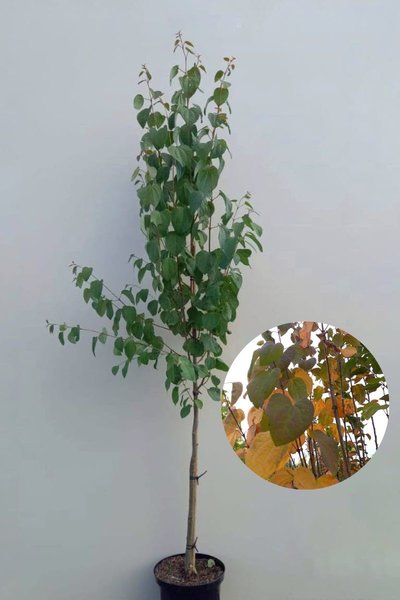 Young Katsura Tree | Cercidiphyllum japonicum