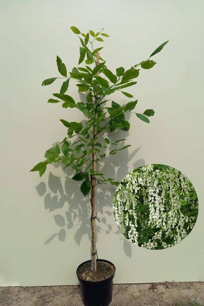 Junger Gelbholzbaum | Cladrastis kentukea