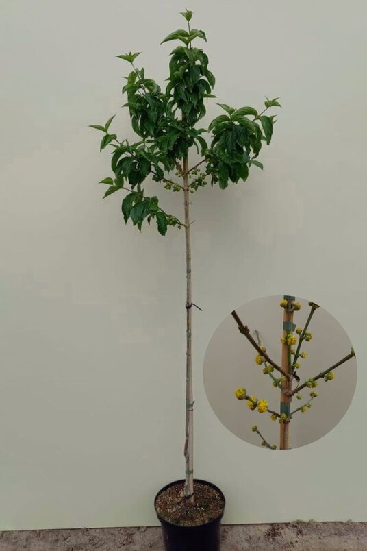 Junger Gelber Hartriegelbaum | Cornus mas 'Golden Glory'