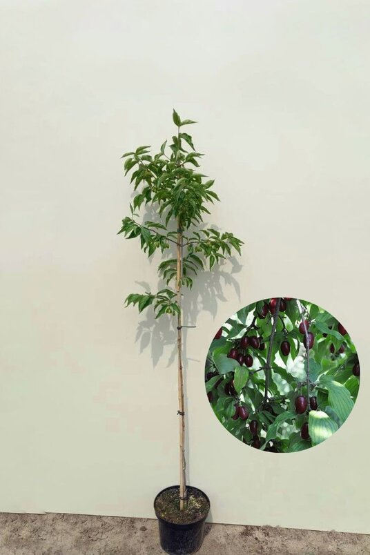 Junger Großfrüchtiger Hartriegelbaum | Cornus mas 'Jolico'
