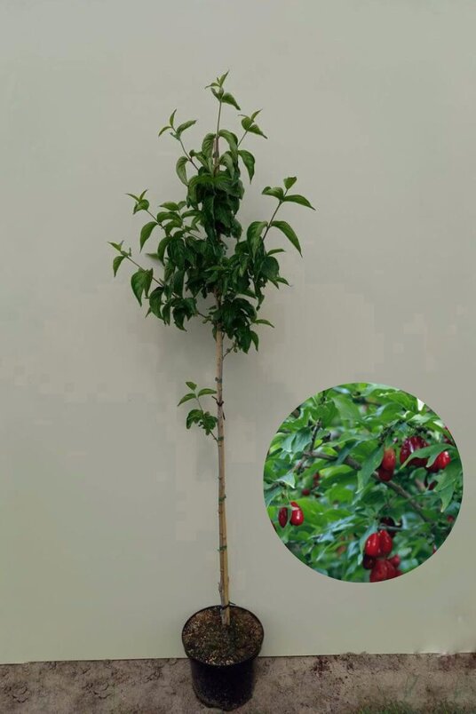 Junger Gelber Hartriegelbaum | Cornus mas 'Pyramidalis'