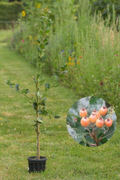 Junger Pflaumenblättriger Weißdornbaum | Crataegus persimilis 'Splendens'