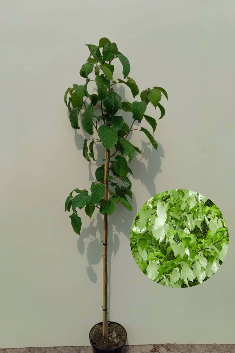 https://cdn.webshopapp.com/shops/304745/files/422196261/file.jpg
