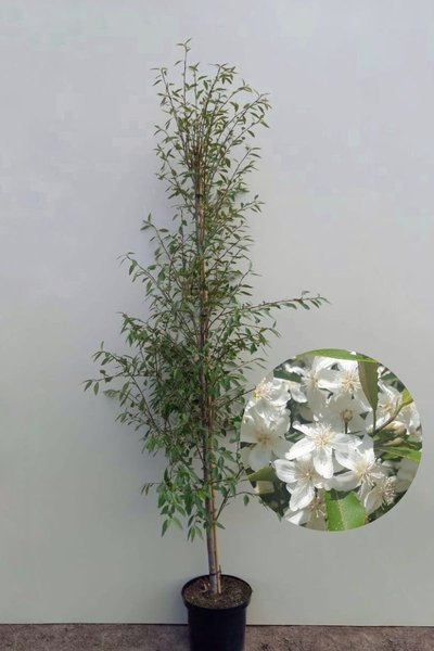 Jonge Kantbastboom | Hoheria sextylosa 'Snow White'