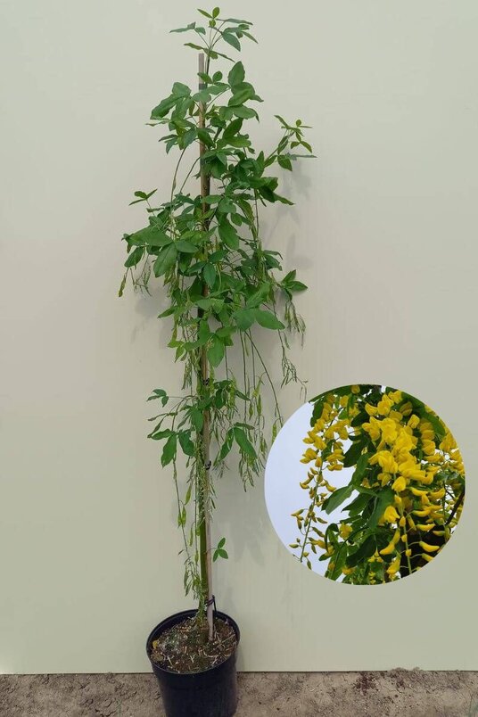 Junger Goldregenbaum | Laburnum anagyroides 'Yellow Rocket'