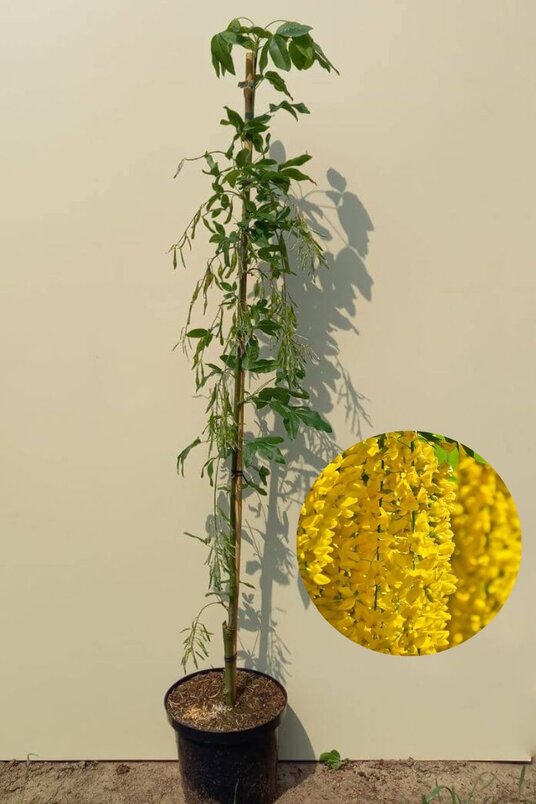 Jonge Gouden Regen boom | Laburnum x watereri 'Vossii'