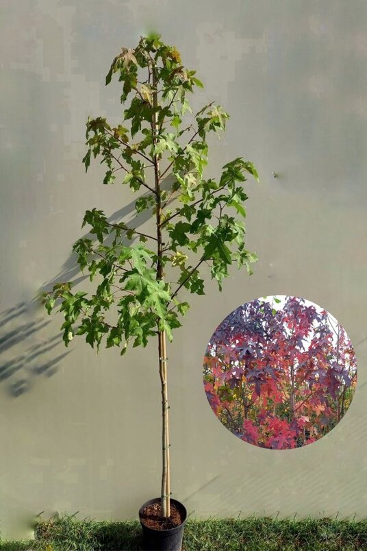 Junger Amberbaum | Liquidambar styraciflua