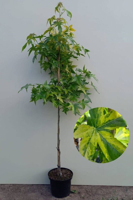 Junger Gelb-grüner Amberbaum | Liquidambar styraciflua 'Aurea'