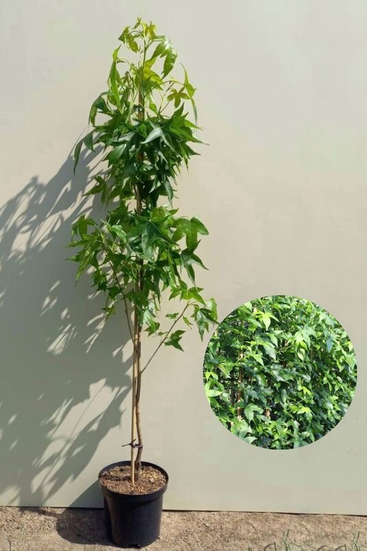 Junger Säulenförmiger Amberbaum | Liquidambar styraciflua 'Slender Silhouette'