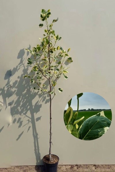 Young Variegated Tulip Tree | Liriodendron tulipifera 'Snow Bird'
