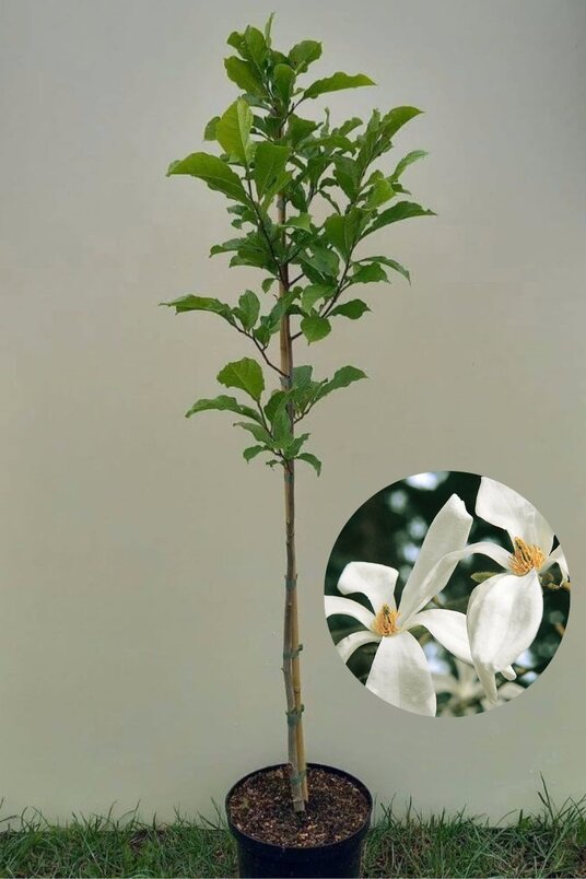 Junger Biberbaum. | Magnolia kobus