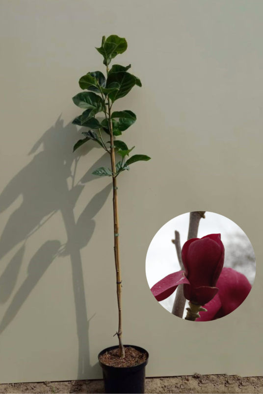 Junger Biberbaum | Magnolia 'Black Tulip'