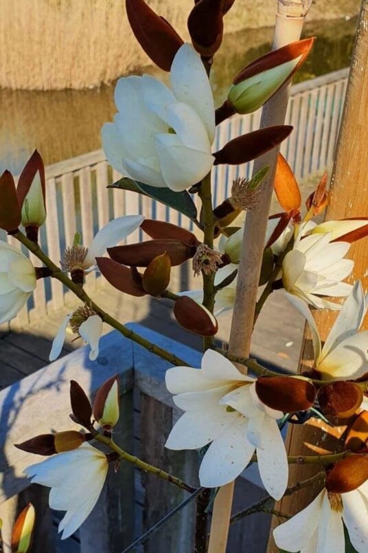 Jonge Michelia boom | Magnolia 'Fairy White'