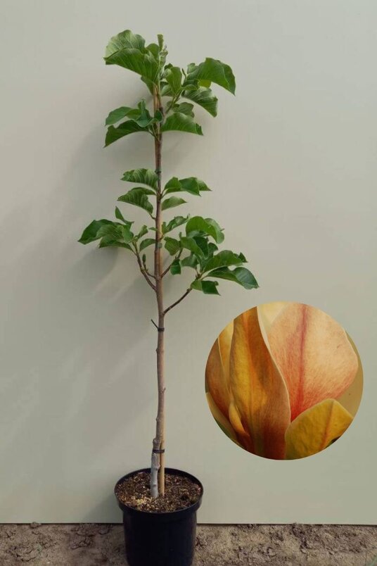 Jonge Beverboom | Magnolia 'Sunsation'