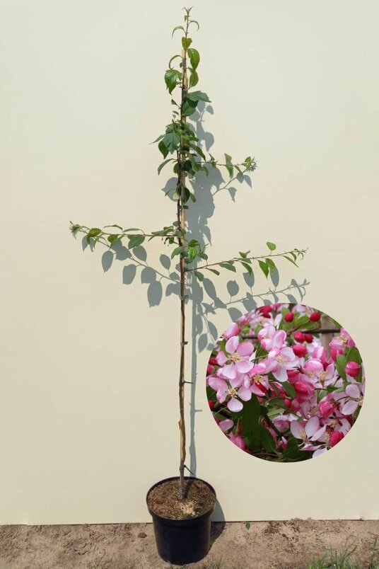 Junger Zierapfelbaum | Malus floribunda