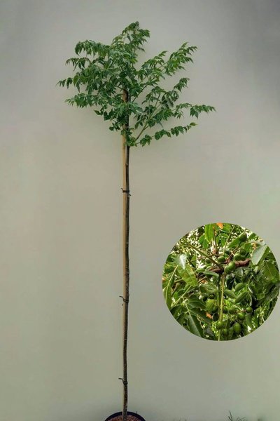 Junger Chinesischer Holunderbaum | Melia azedarach