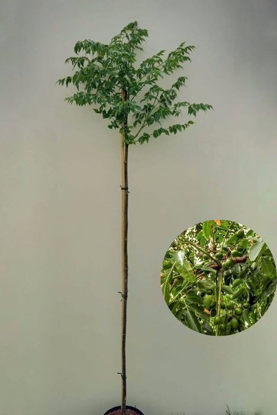Young Chinaberry Tree | Melia azedarach
