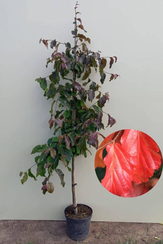 Jonge Perzisch ijzerhout boom | Parrotia persica 'Bella'
