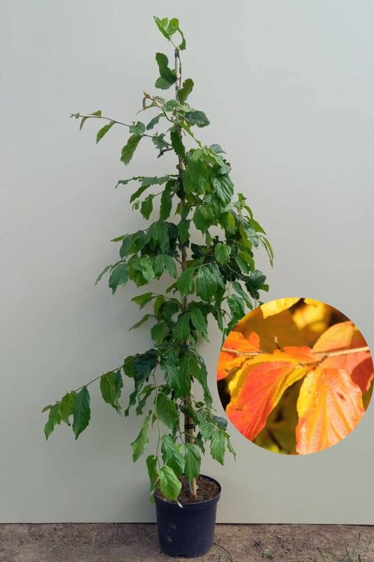 Jonge  Perzisch Ijzerhout boom | Parrotia persica 'Vanessa'