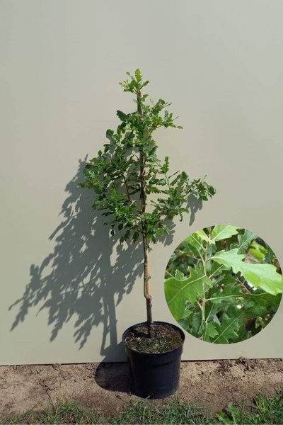 Jonge Spaanse Eikenboom | Quercus hispanica 'Diversifolia'