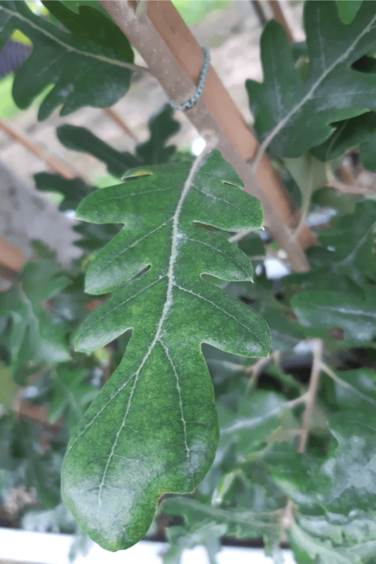 Junger Spanischer Eichenbaum | Quercus hispanica 'Diversifolia'