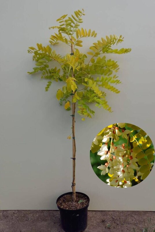 Jonge  Gele Acacia boom | Robinia pseudoacacia 'Frisia'