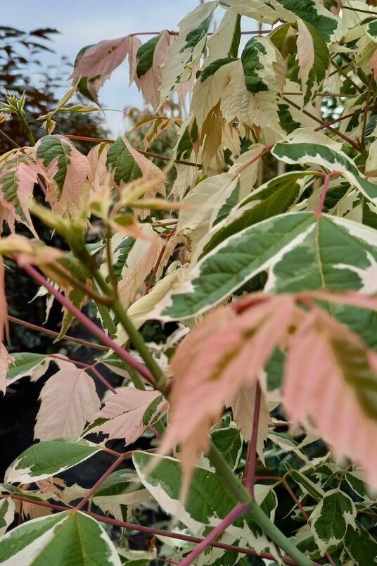Junge Kalifornische Eschen-Ahornbaum | Acer negundo 'Flamingo'