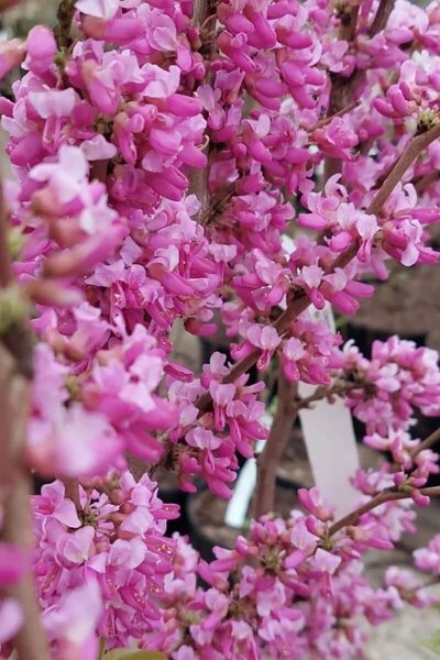 Young Chinese Redbud | Cercis chinensis 'Avondale'