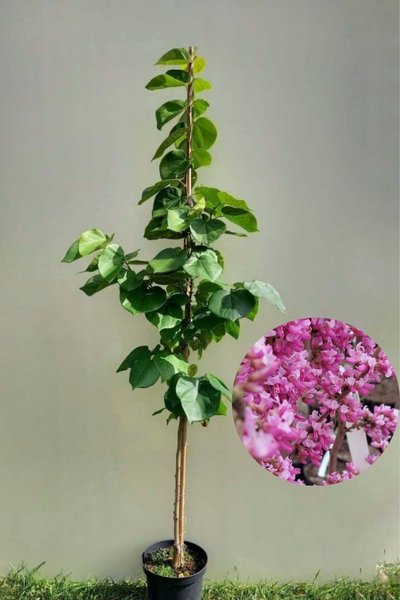 Young Chinese Redbud | Cercis chinensis 'Avondale'