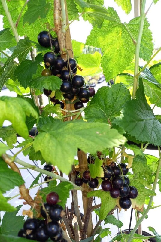 Ribes nigrum | Zwarte Bes