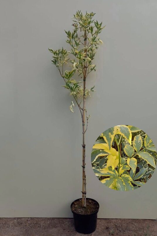 Junger Schwarzer Holunder Madonna Baum | Sambucus nigra 'Madonna'