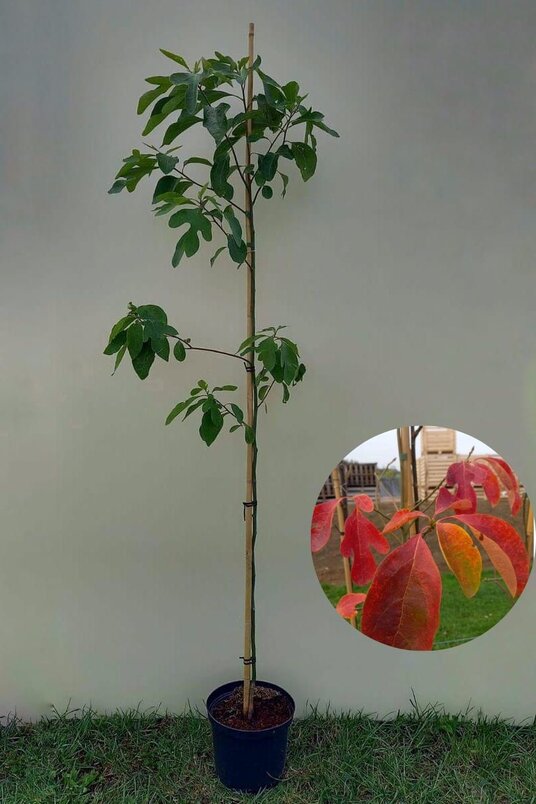 Junger Sassafrasbaum | Sassafras albidum