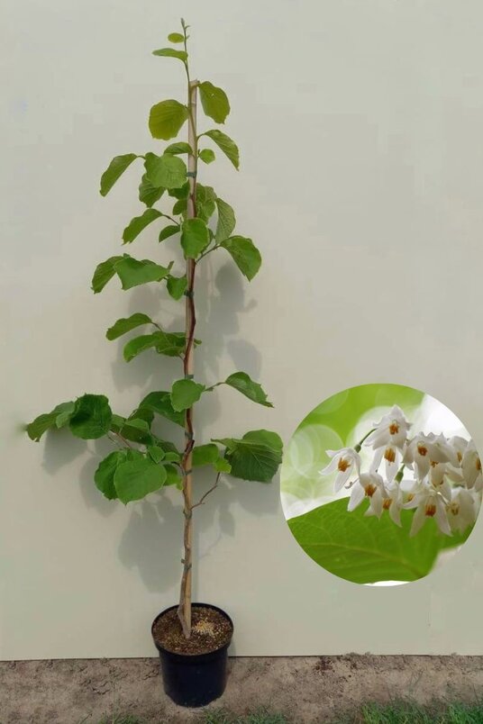 Jonge Rondbladige Storaxboom | Styrax obassia