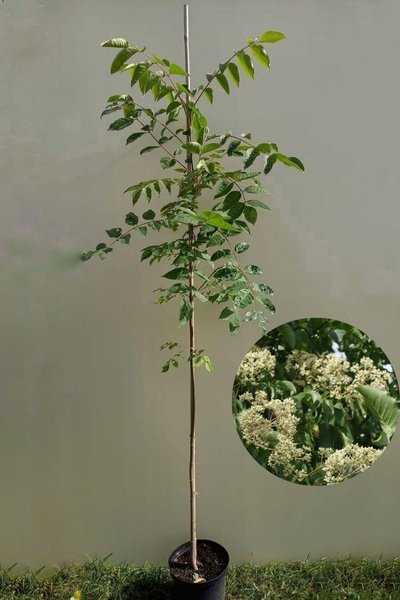 Junger Bienenbaum | Tetradium daniellii