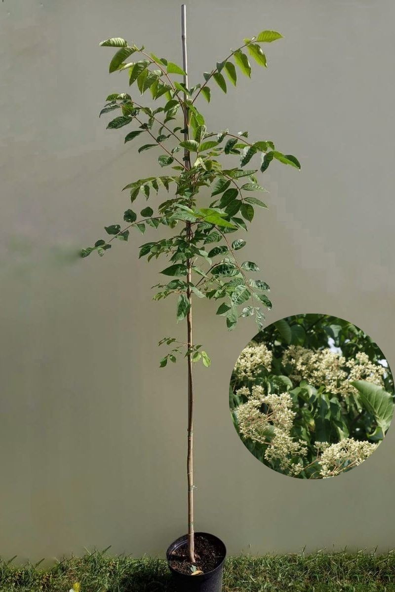 https://cdn.webshopapp.com/shops/304745/files/422293991/file.jpg