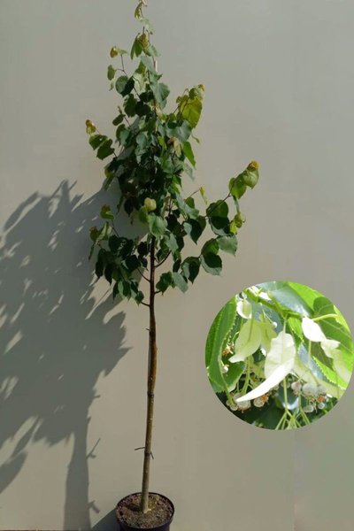 Junge Winterlinde Baum | Tilia cordata