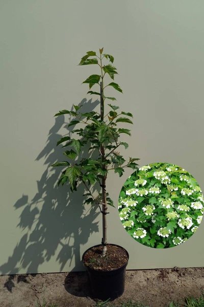 Young Gelderse Roos tree | Viburnum opulus 'Compactum'